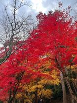 {綾芽(あやめ)}さん 1/8 (水) 14:45 写メ日記